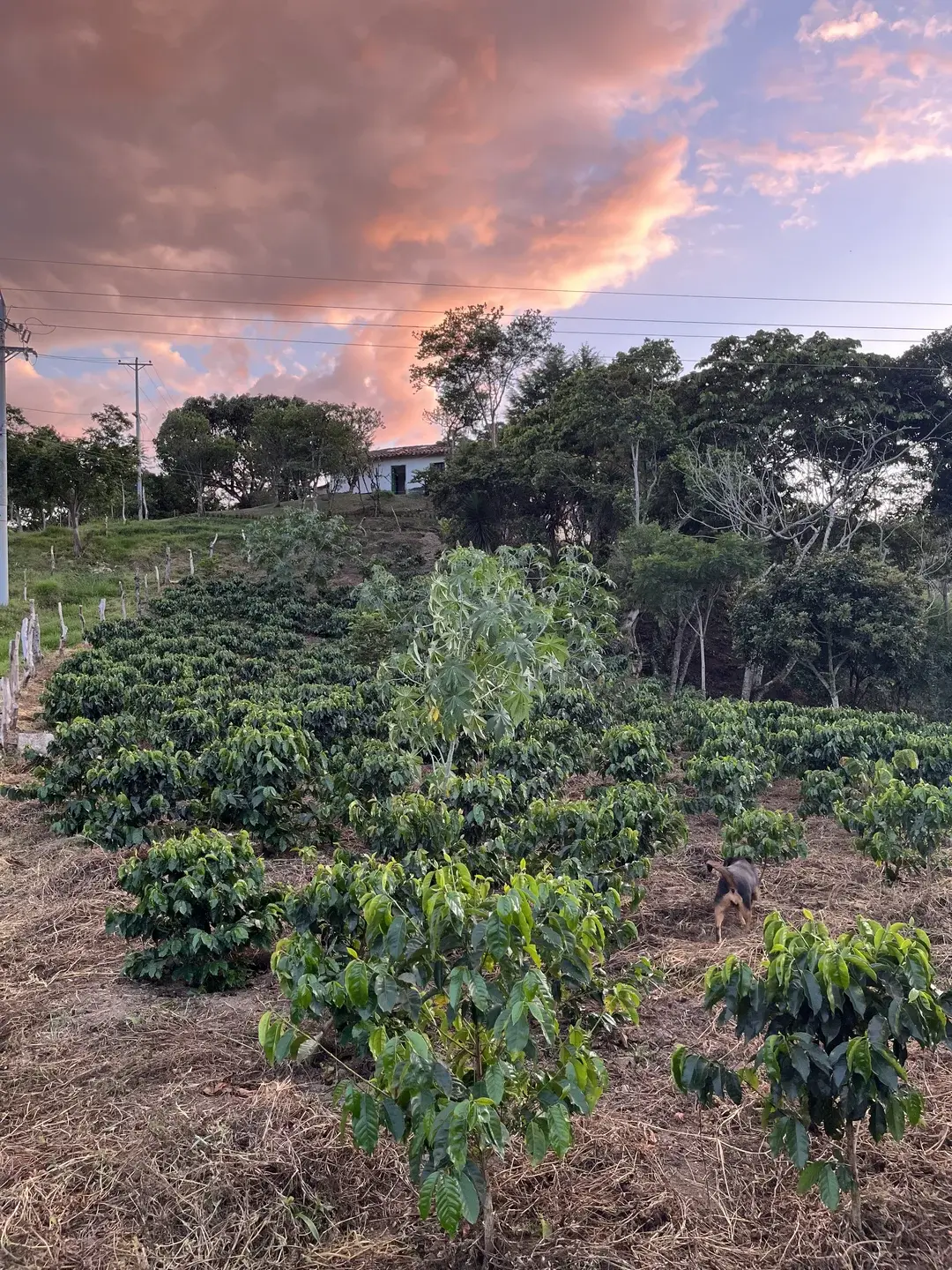 Fermentación controlada Finca Casa Blanca