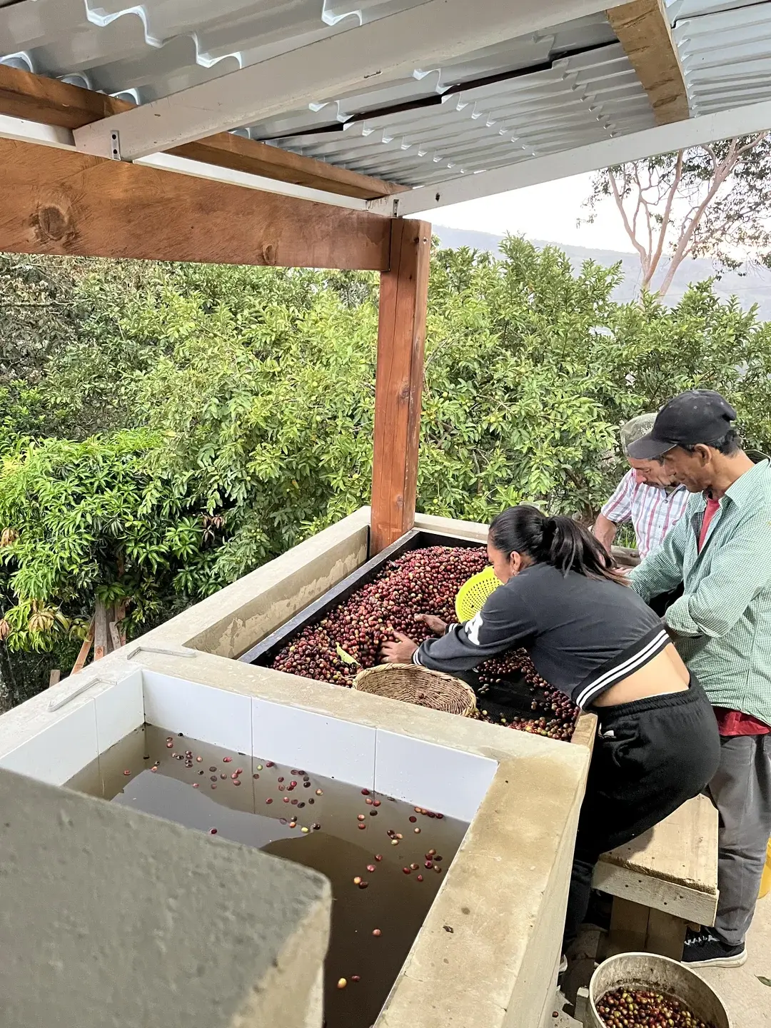 Cultivos de café en Finca Casa Blanca, Puente Nacional Santander