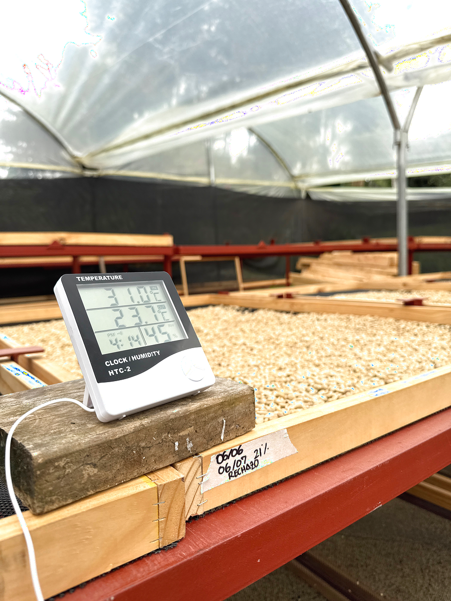 Secado de café en Finca Casa Blanca Santander