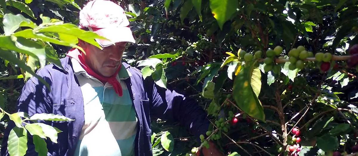 Recolección a mano de cerezas maduras en Finca Casa Blanca